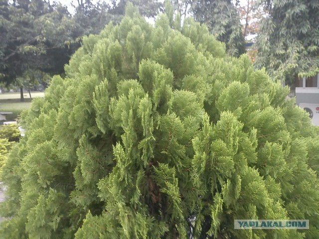 Самостоятельное путешествие в Шри-Ланку