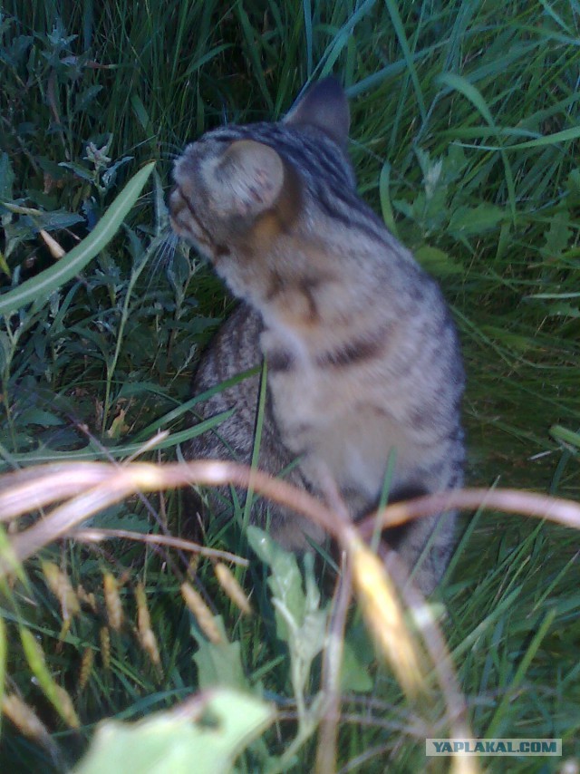 Котовторник 26.07 2016