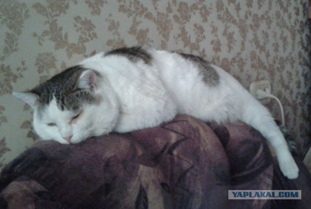 Котовторник 09.08.2016