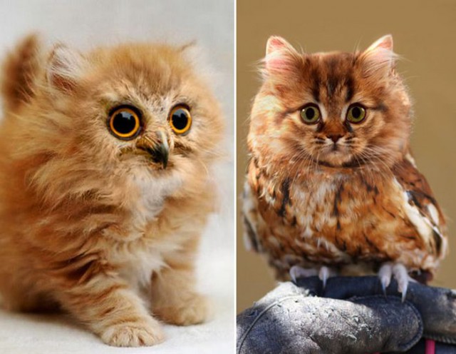 Картинки и приколы из сети