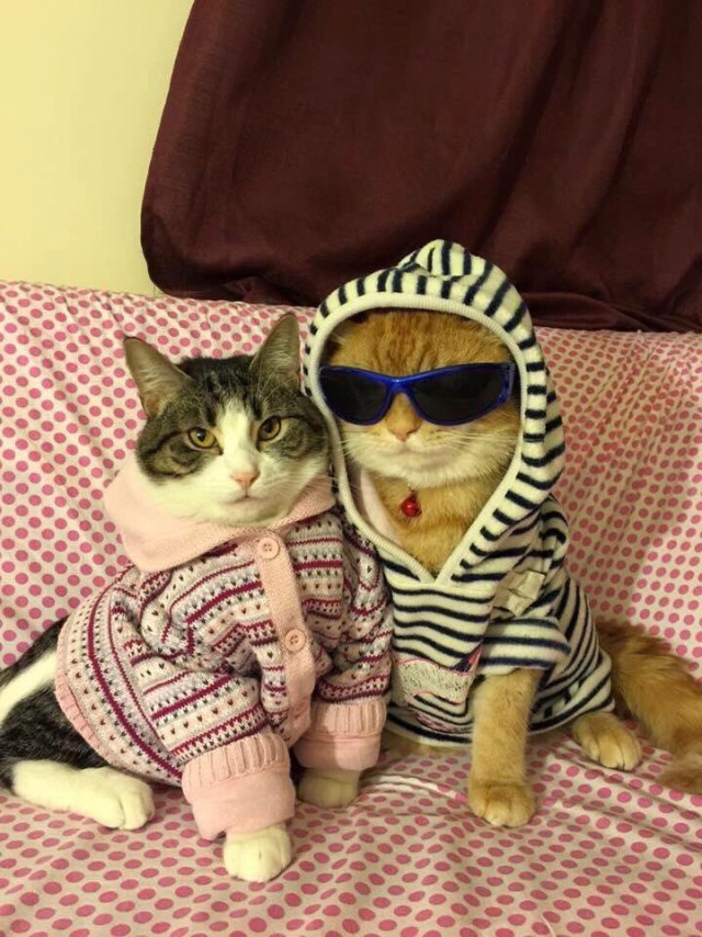 Коты из сети