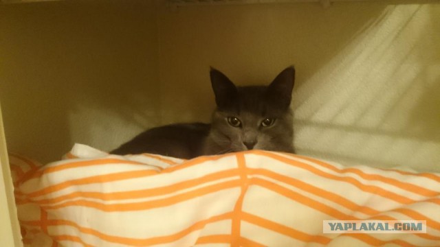 Котовторник 21.02.2017