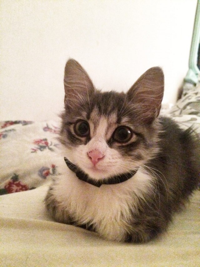 Коты и Кошки