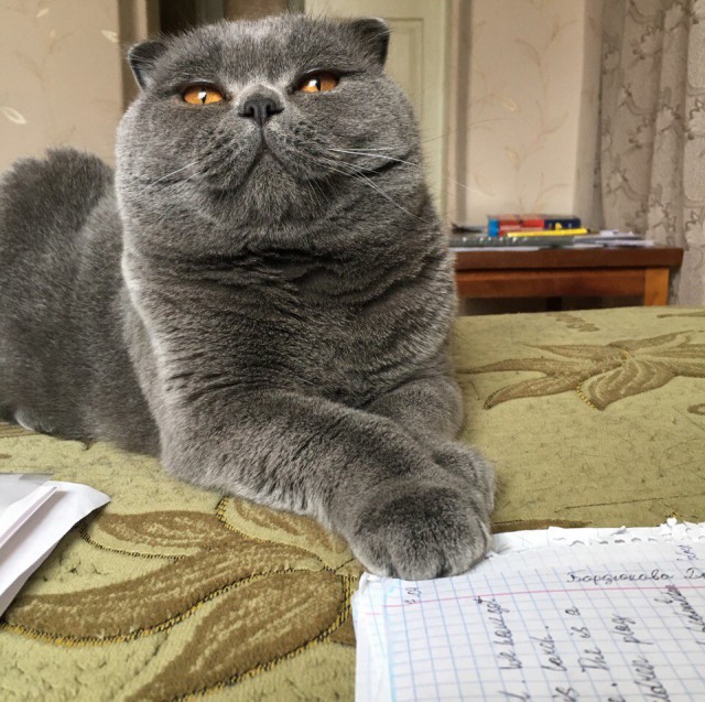 Коты и Кошки