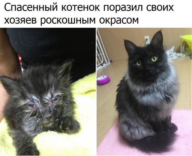 Коты и Кошки