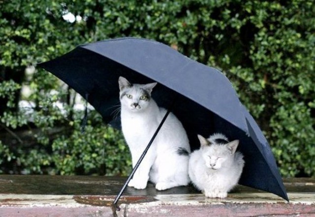 Коты и Кошки