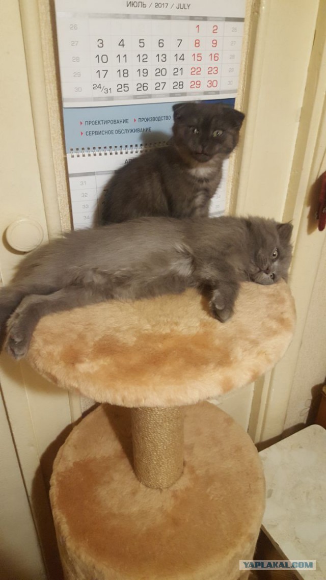 Котовторник 1.08.17