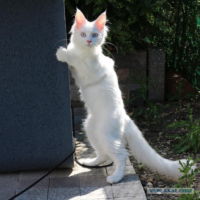 Котовторник 03.10.17.