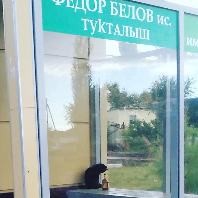 Прикольных котов пост