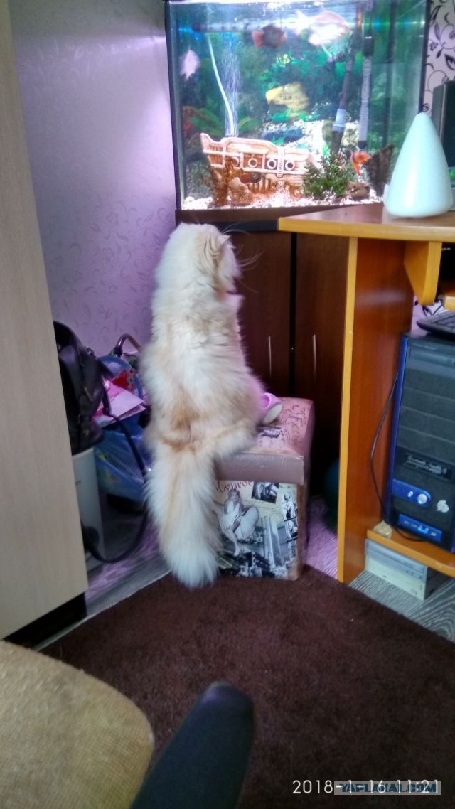 Котовторник ждали? А вот и он!