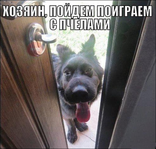 Картинки по-приколу