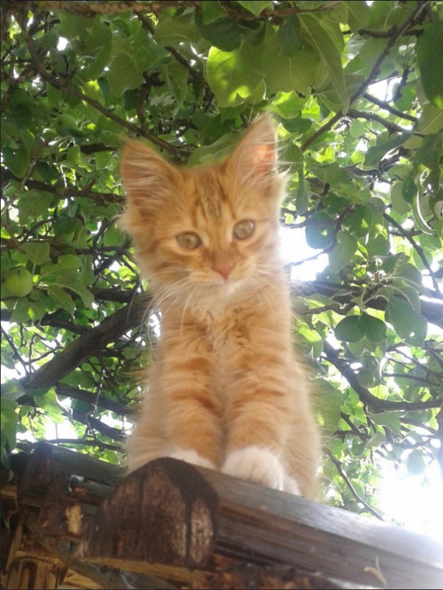Немного милоты