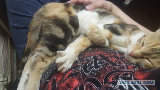 Котэ на охоте. Видео.  Строго 18+