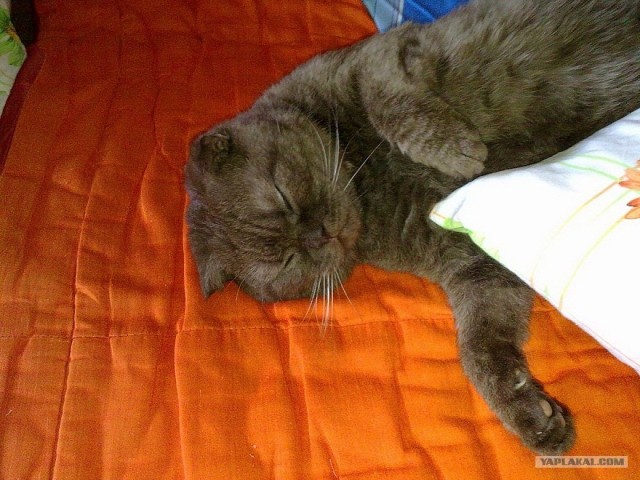 А как же Котовторник?!