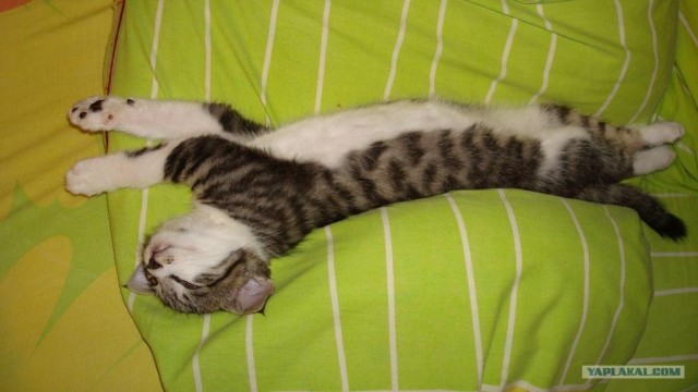 Котовторник стартует