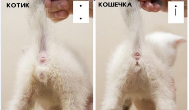 Котейка ищет дом