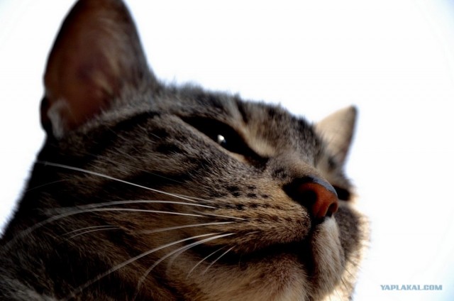 Котовторник объявляется открытым!