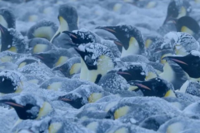 Съёмочная группа BBC Earth нарушила правило «не вмешиваться в жизнь дикой природы» и спасла пингвинов в Антарктиде