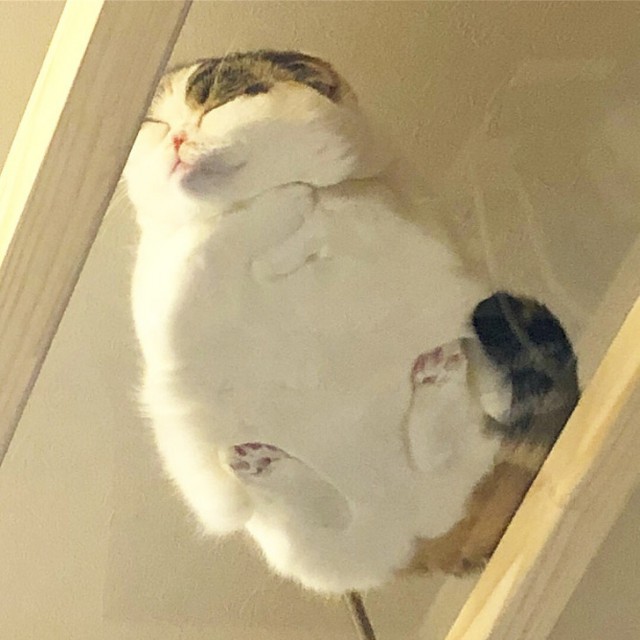 Прикольных котов пост