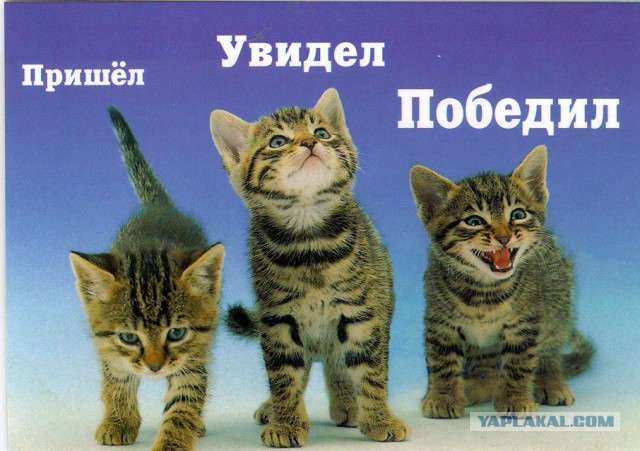 ЯП на Премии Рунета 2018!