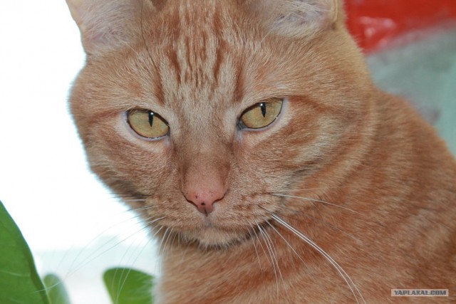 Котовторник (31.01.2012)
