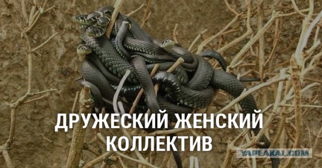 Ничего себе гадюшник