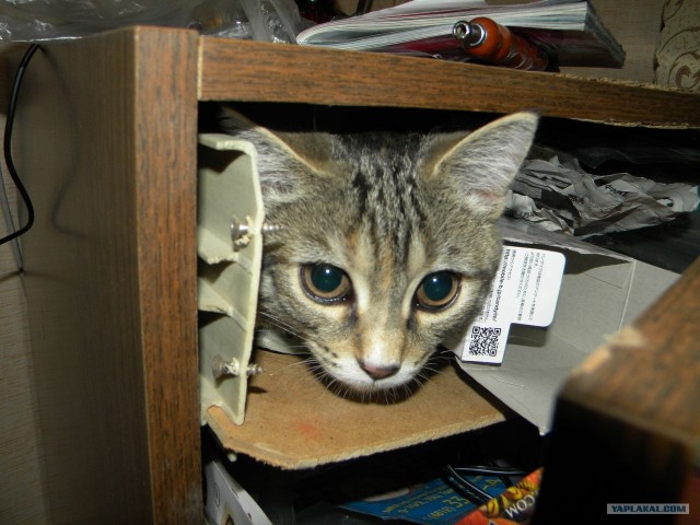 Котовторник 27.03.2012