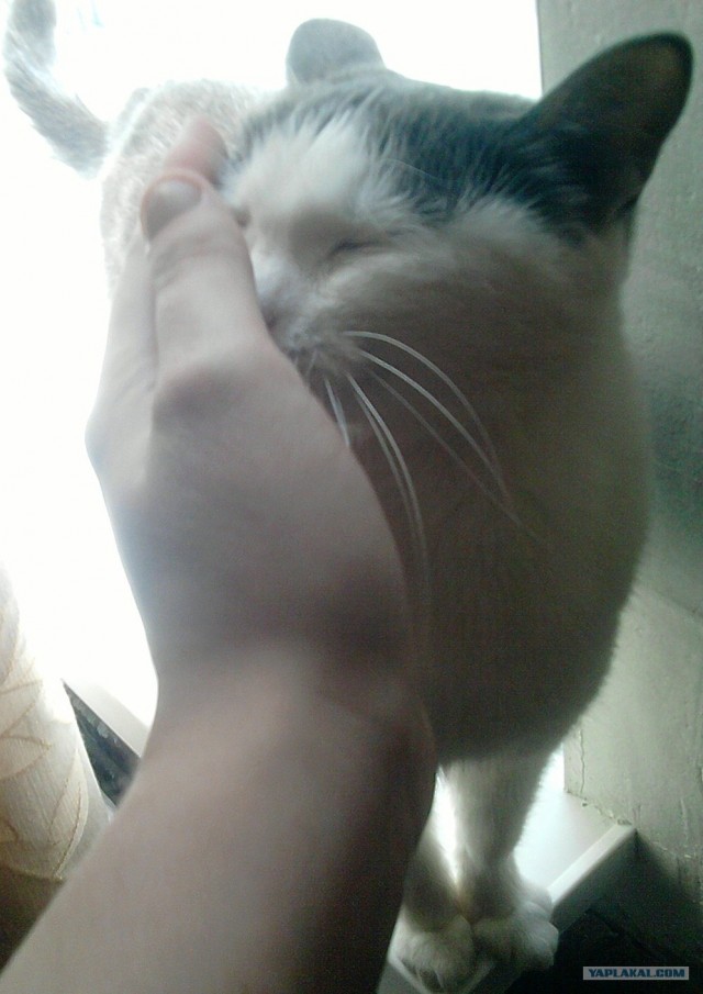 Котовторник 17.04.2012