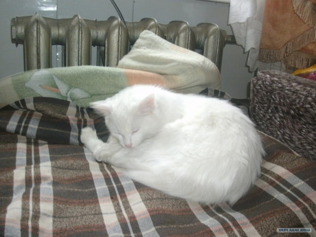 Котовторник  12. 06. 2012