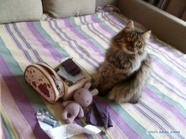 Котовторник  14.08.2012.