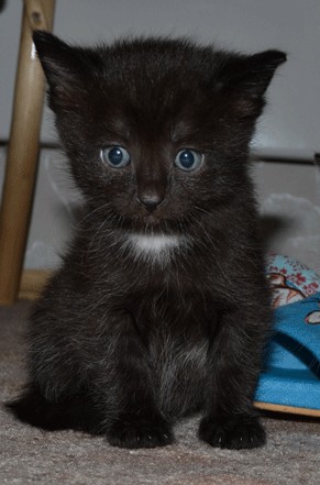 Котовторник  28.08.12