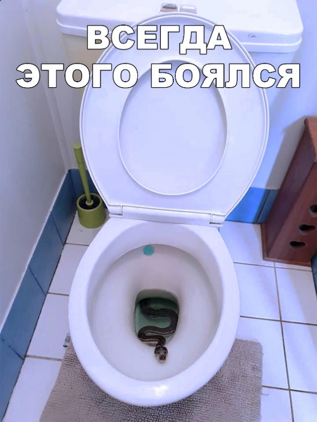 Милые животные. Мимиметр сломался