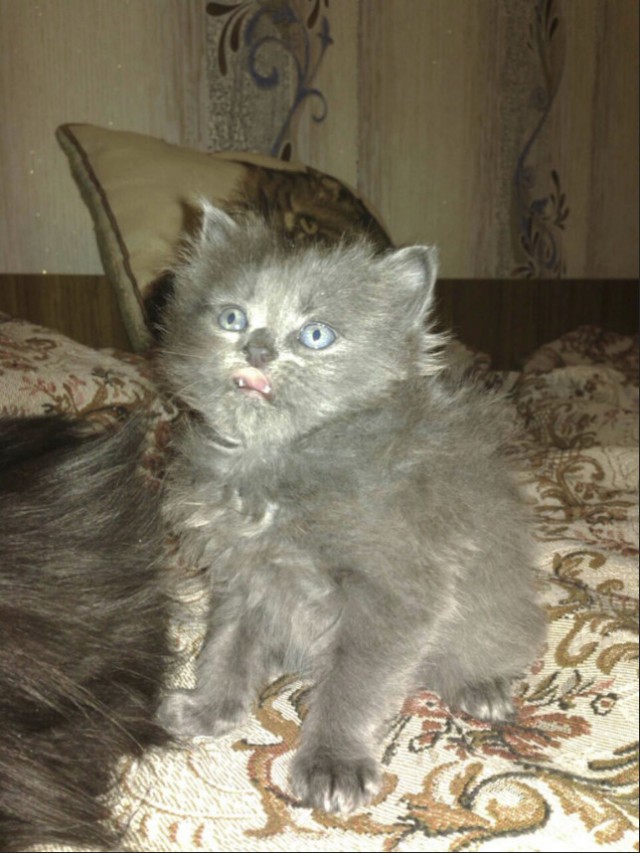 Забавные фото котеек
