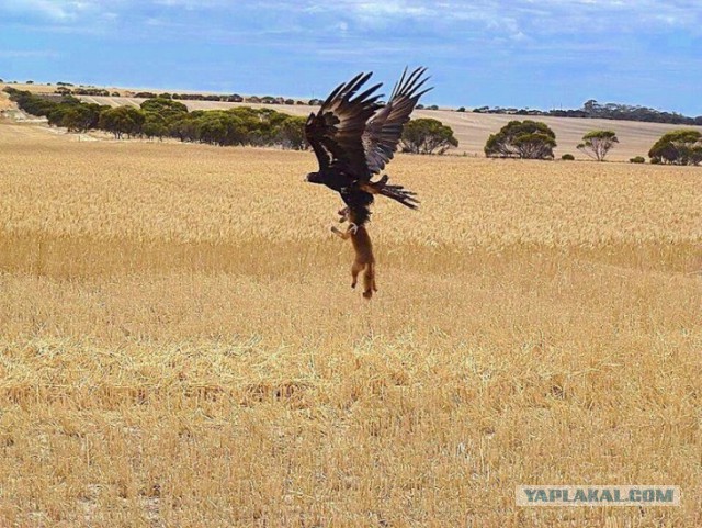 Пугающая природа