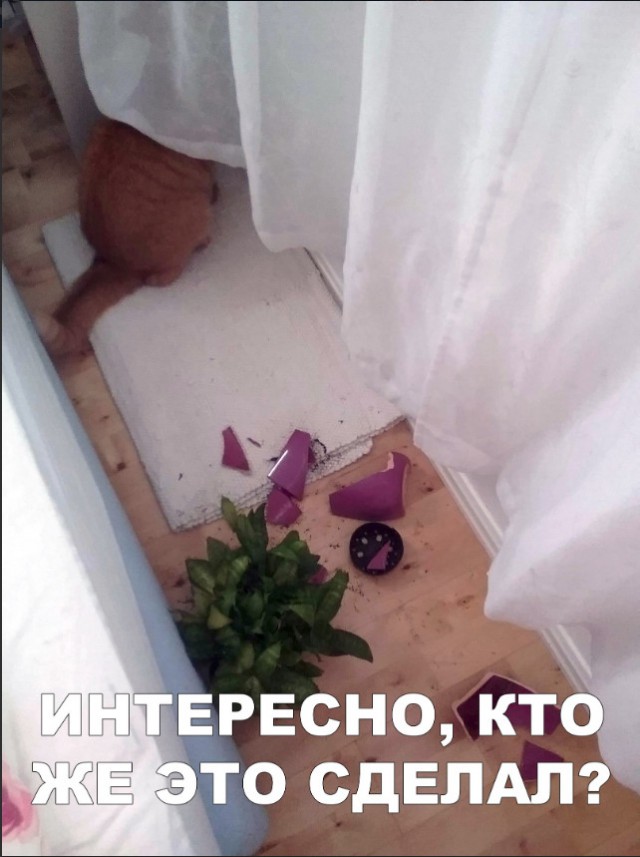 Нестандартный юмор