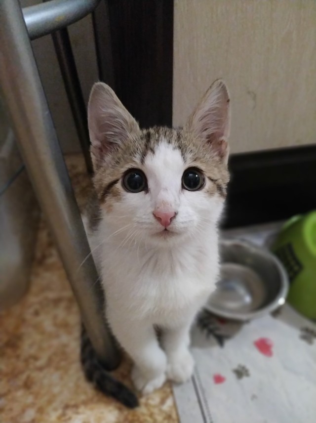 Забавные фото котеек