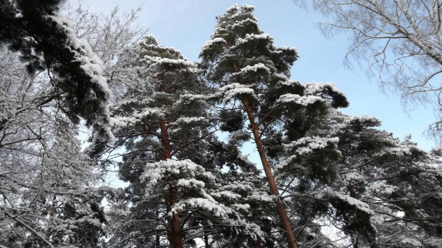 Немного зимних фото