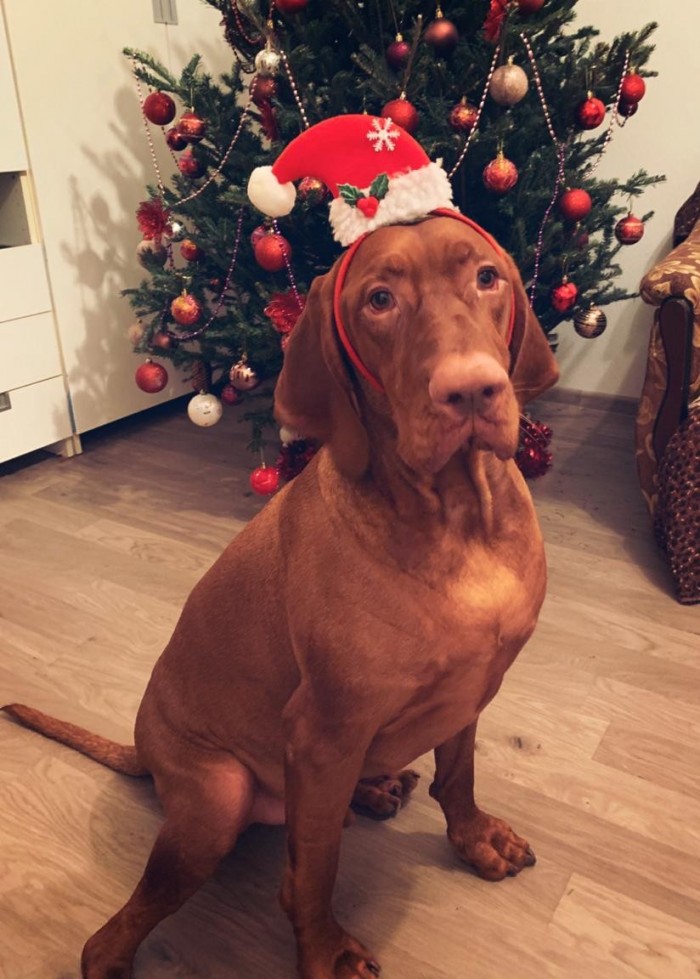 Собакочетверг. Нам сегодня 7 лет!