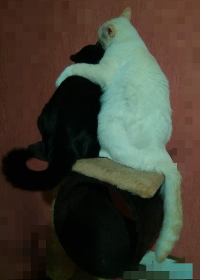 Котопост. Просто антикризисный котопост