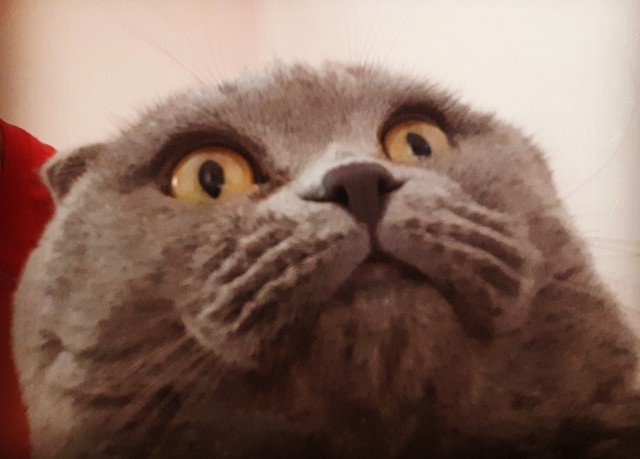 Котовторник