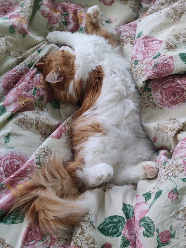Не на всякого кота гравитация может воздейстовать! Им вообще плевать на законы физики