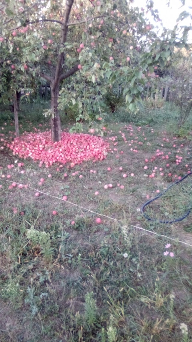 А вы ещё сажаете картошку
