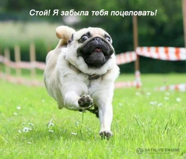 11 мемасиков про животных и отношения