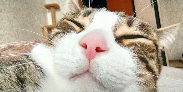 Котовторник!
