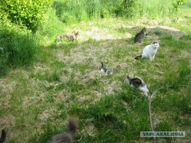 Жизнь домашнего приюта для котеек 345