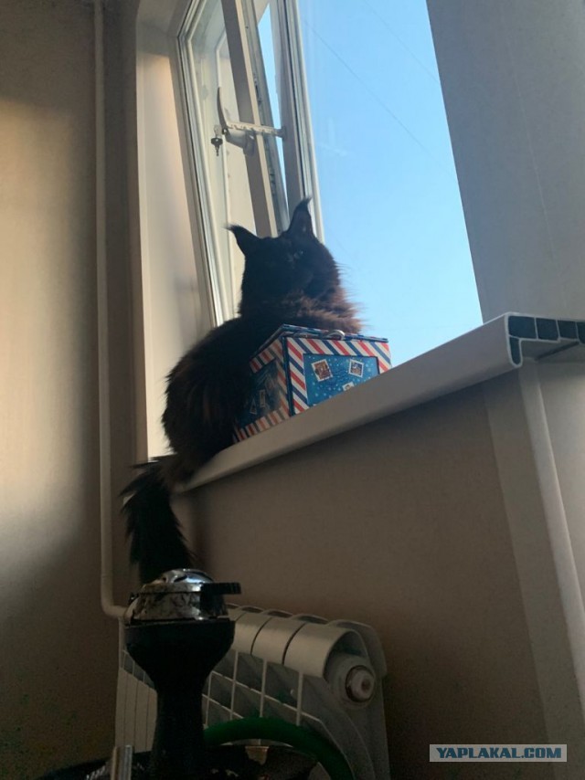 Мой самый первый КОТовторник!