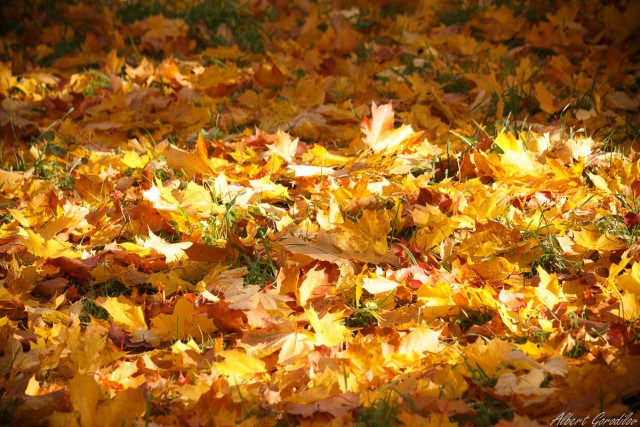 Листья жёлтые над городом кружатся