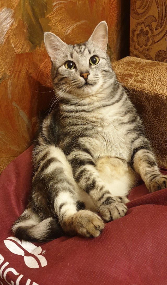 Господа и дамы ЯПа! Котовторник у нас начался! Отойдите от политоты и давайте котиков побольше!