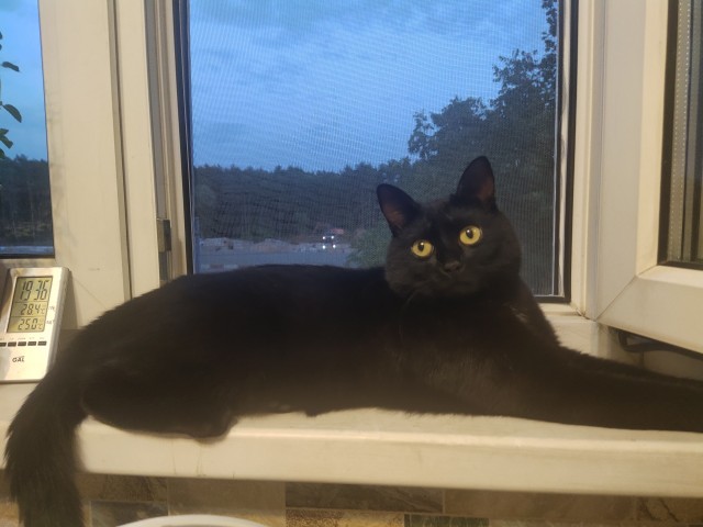 Кот во вторник