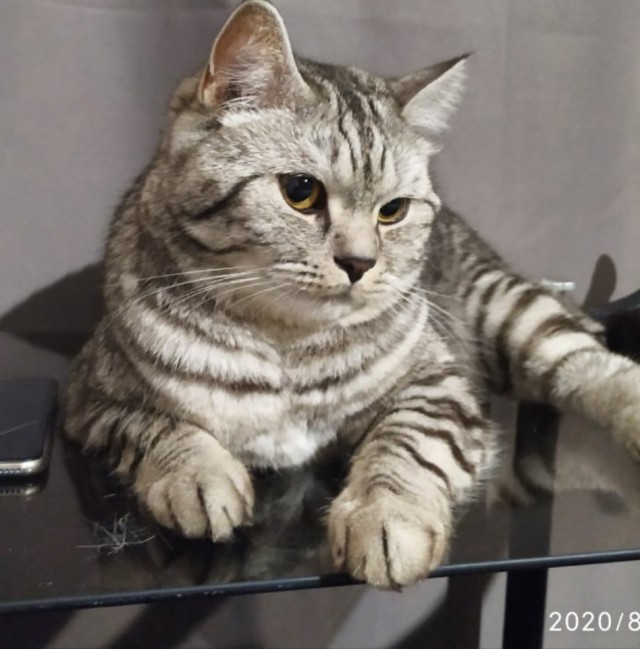 Не котовторник, но у нас пополнение в составе